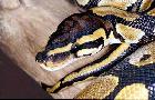 Python molurus bivittatus #3317